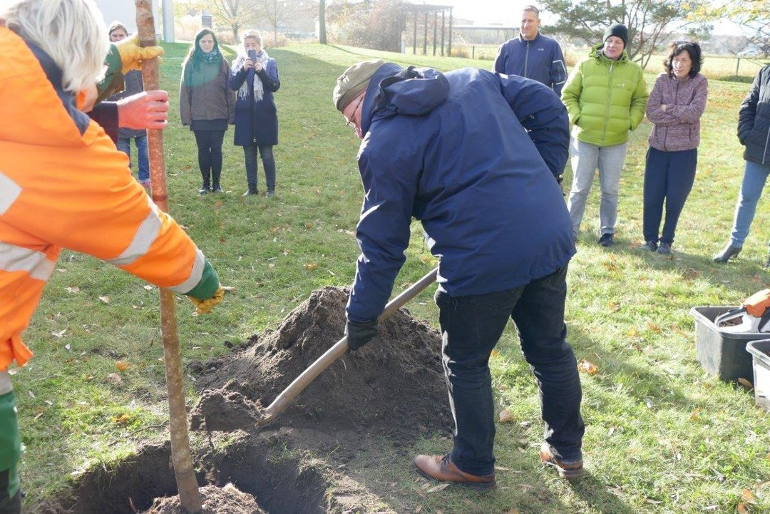 Baumpflanzung im Klinikgarten