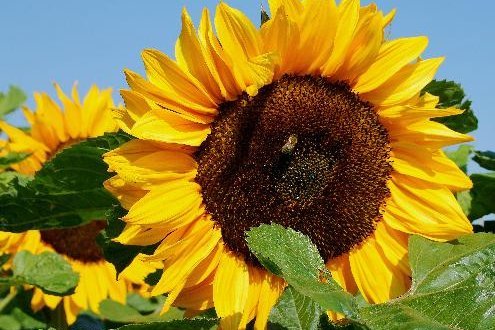Sommerfest am 7. September 